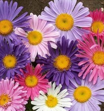 250+ China Aster Mix Seeds