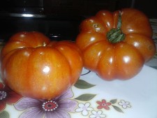 POMODORO COSTOLUTO, VAVARIETà GIGANTE, INSALATA, SEMI,SEEDS TOMATO