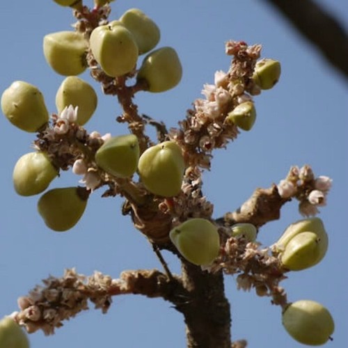 Semi albero incenso - albero,