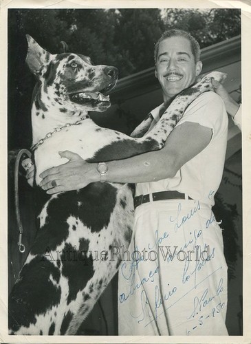 Foto firmata del cane - alano, di