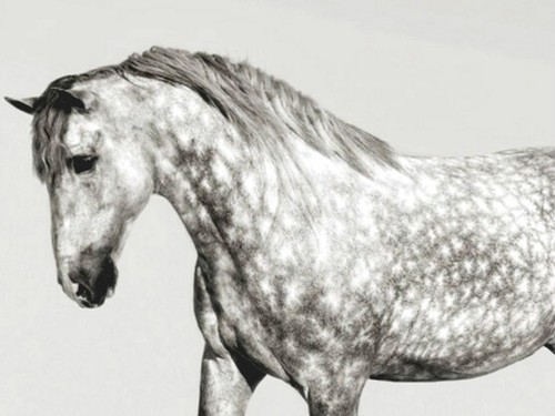 Quadro cavallo andaluso - cavallo, pony