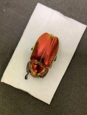 Rutelinae chrysina aurigans - rutelinae,