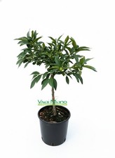 Pianta di Kumquat - Mandarino