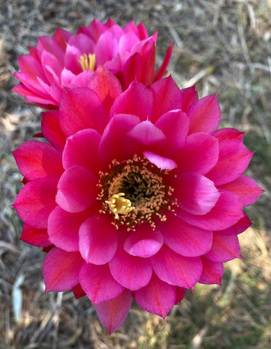 Cereus hybrid cactus - hybrid,