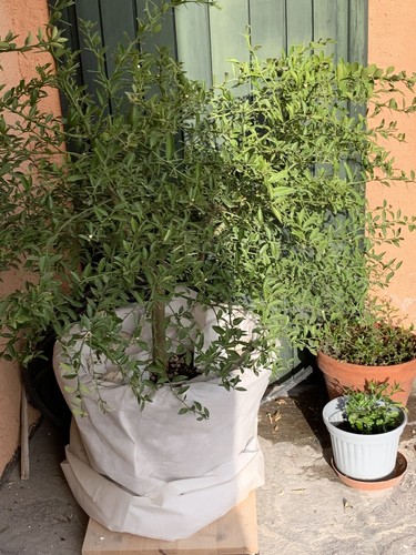 Albero frutto limone - albero, da