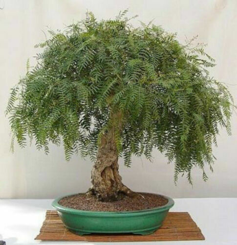 Schinus molle falso pepe - schinus,