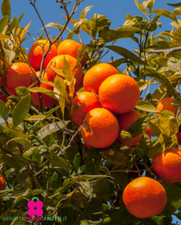 CLEMENTINO o MANDARANCIO