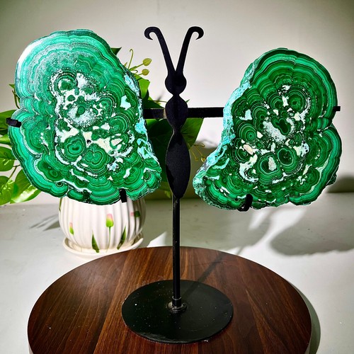 Ali farfalla malachite - ali,