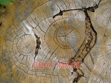 PHOTO  DETAIL OF OAK STUMP