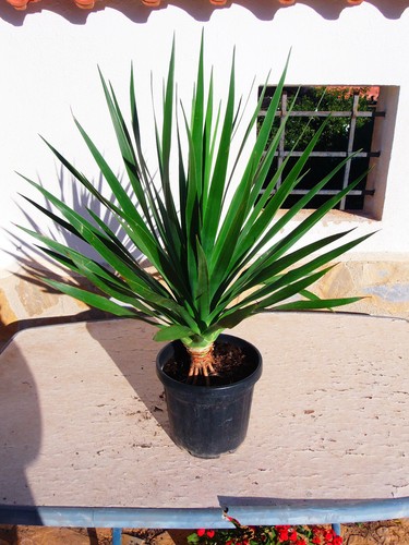 Dracaena draco drago albero - dracaena, draco,
