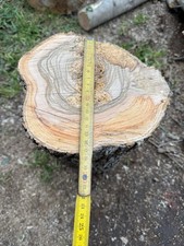 Tronco Di Ulivo Con Bellissime