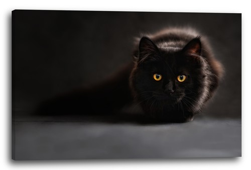 Tela cornice gatto - tela/cornice, nero