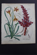 Antica botanica, Dietrich