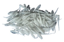 Shad fry minnow - fry, 2"