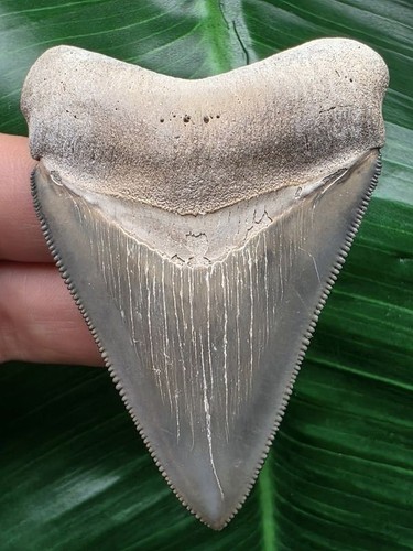 Dente del Megalodonte 6,9 cm