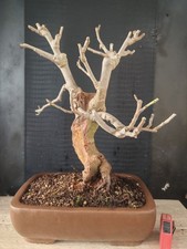 bonsai di fico  h 53 cm visita