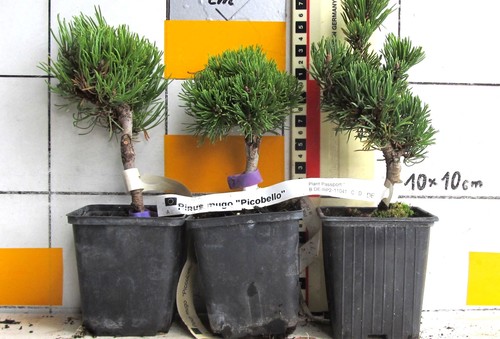 Pinus mugo picobello forma a - forma,