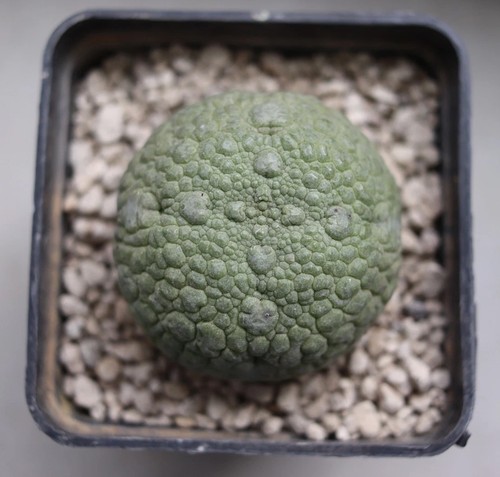 Pseudolithos miguurtinus - pseudolithos,