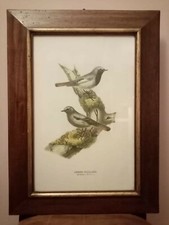 Bella Stampa ornitologica In