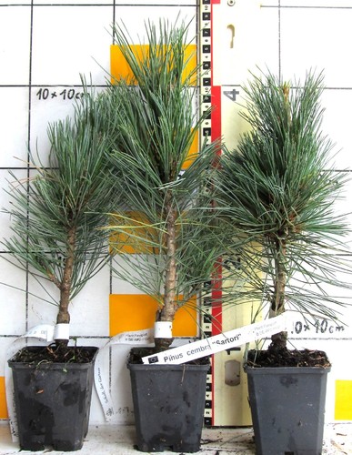 Pinus cembra sartori - pinus,