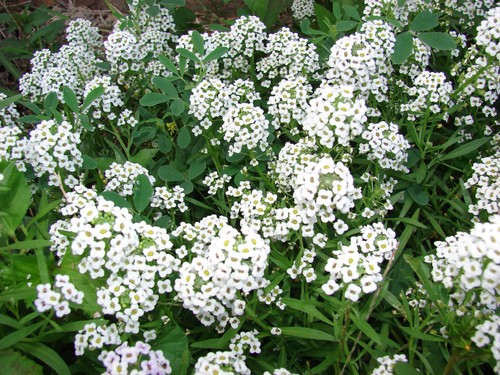 Pianta lobularia vaso - di,