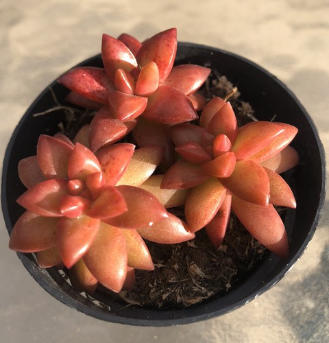 Sedum shooting stars viene - sedum, stars',