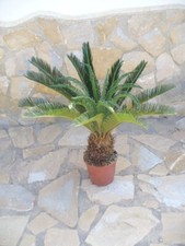 Cycas revoluta, una bella