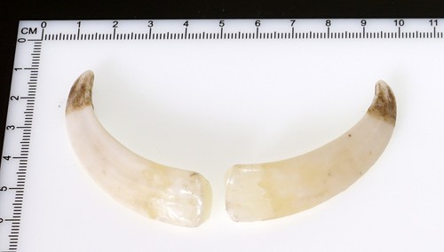 Bellissimi denti di - 2,
