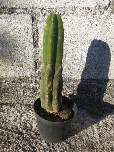 Pachanoi san pedro 24cms - san🌵pedro,