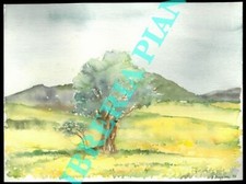 Acquerello - BUGGIANI - Albero nel paesaggio. (0-29358)