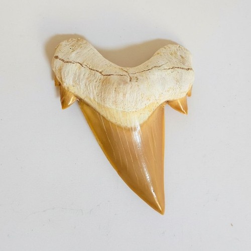 Autentico dente squalo - autentico, di