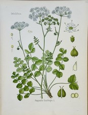 Pimpinella saxifraga 1886 - saxifraga,