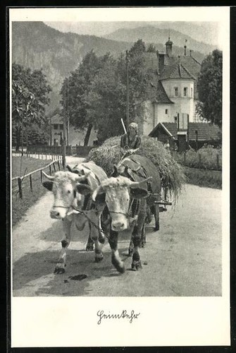 Cartolina due buoi - cartolina,