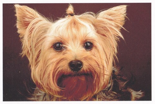 Cartolina yorky yorkshire - cartolina,