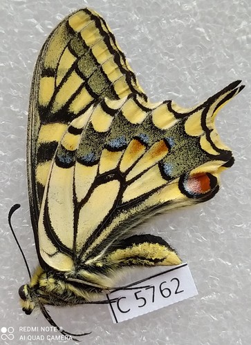 Papilio machaon centralis