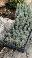 20 Piante Di Lavandula