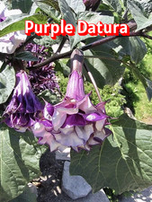 Seeds:  Purple Datura -