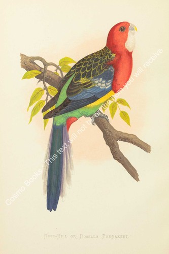 Pappagalli cattività 1884 - pappagalli,