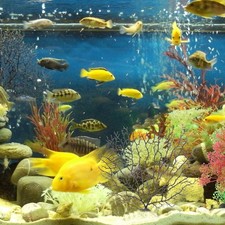 Piante Finte Per Acquario