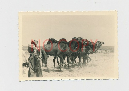 Foto ww2 africa corpo - foto, d'africa