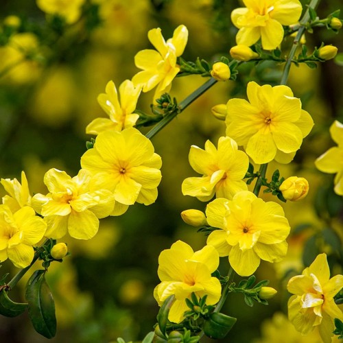 Jasminum mesnyi gelsomino - mesnyi,