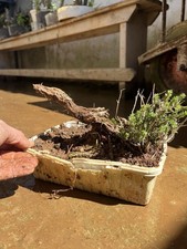 Bonsai Timo . Macchia
