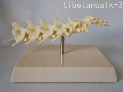 Modello colonna vertebrale