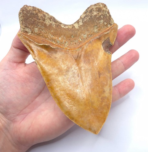 Mostro 14,8 cm! Megalodonte