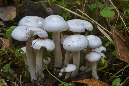 Leucocybe connata clustered - leucocybe,