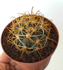 Ferocactus chrysacanthus