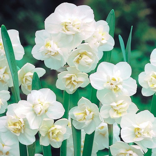 Narcisi bulbi fiori - bulbi, cipolle