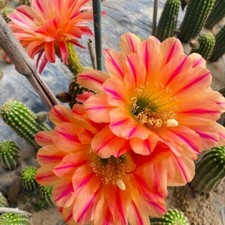 Pianta succulenta di cactus