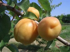 Pianta di Albicocco San