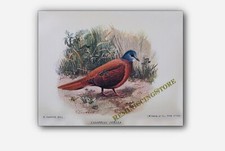 Calopelia Puella Colomba